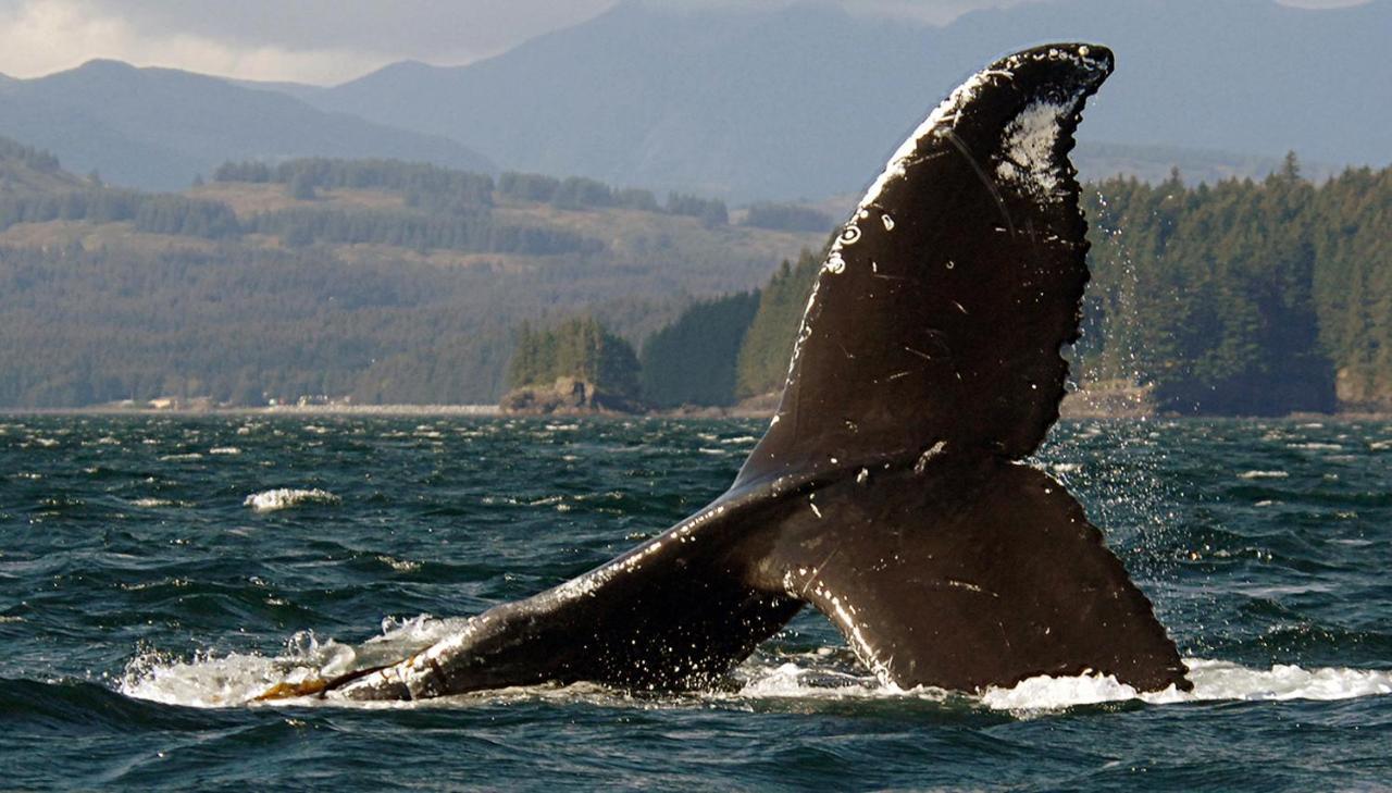 Kodiak Compass Suites Zewnętrze zdjęcie